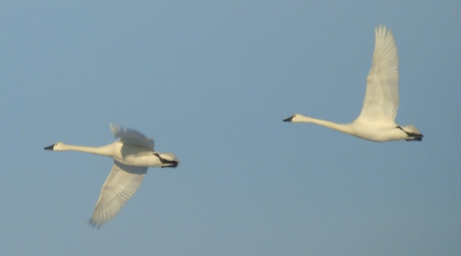 Little Seneca Lake, MD - Feb. 2, 2019 - in flight